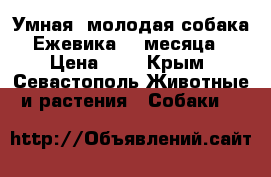 Умная, молодая собака Ежевика. 4 месяца › Цена ­ 1 - Крым, Севастополь Животные и растения » Собаки   